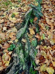 20080331232844-tmpphpgkex9m.jpg